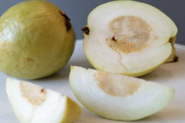 50+ Sweet White Indonesia Guava Seeds - $9.99