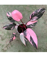 Live Plant New Philodendron black cherry Pink Princess Starter Plant - $46.48 CAD