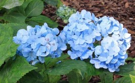 5 Blue Hydrangea Seeds Perennial Hardy Shrub Bloom Flower Seed 378 Home ... - $14.30
