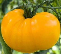 Yellow Brandywine Tomato Seeds 50 Indeterminate Vegetable Garden - £7.83 GBP
