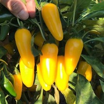 Rare Yellow Jambo Jalapeno Seeds (5) - Organic Hot Pepper, Home Gardening, Uniqu - £5.59 GBP