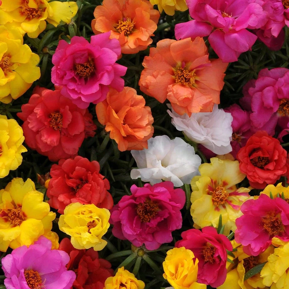 Mix Double Moss Rose Seeds Non-GMO Portulaca Grandiflora Garden Flowers 2000pcs - $8.50