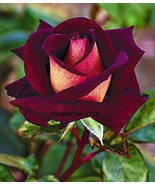 Twilight Rose #2  Rose Bush 50 or 100 Seeds~Rare-Free Shipping-USA Seller - €2,87 EUR+