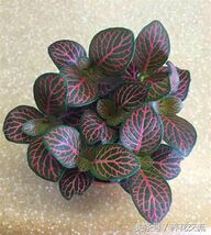 Item image 1 image 1