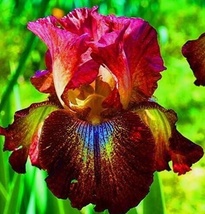 20 Seeds Heirloom Iris Fragrant Flower Plant - $8.25