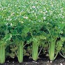 Grow In US Celery Seed Utah Tall 50 Seeds Heirloom Non Gmo Gardening Seed - £7.29 GBP