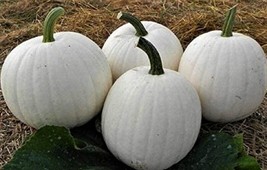 SR12Store Casper White Pumpkin Seeds 5 Seeds Nongmo 4 Items US Product - £6.64 GBP