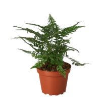 &#39;Korean Rock&#39; Fern-4&quot; Pot - $528.89 MXN
