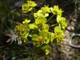 5 Seeds Mole Plant Euphorbia lathyris Heirloom Fresh Seeds - $133.72 MXN