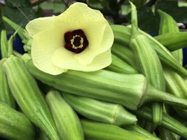 100 Clemson Spineless Okra Seeds Heirloom Fresh From US - £8.22 GBP
