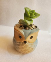 Succulent in Ceramic Owl Planter, Crassula String of Buttons, 2.5" Animal Pot image 5