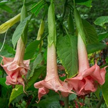 US Seller 10 Triple Pink Angel Trumpet Seeds Flowers Seed - £8.91 GBP