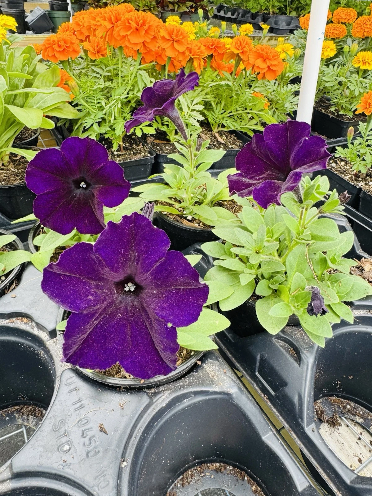 Surfinia Plant - $18.28