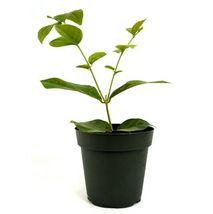 Arabian Jasmine Jasminum Sambac Single Live Plant Indoor Outdoor 4&#39;&#39; Pot - £27.17 GBP