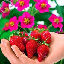 Rare Toscana F1 Fleurostar Strawberry, 100 Seeds, large deep rose cone shaped fr - £2.78 GBP