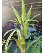 100 SEEDS MIXED OKRA TEXAS LONGHORN CLEMSON SPINELESS HEAVY HITTER HEIRL... - $8.35