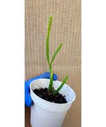 Ric Rac Cactus, Zig Zag Cactus, 4 inch bare root plant, Sold as is, Plan... - $237.80 MXN