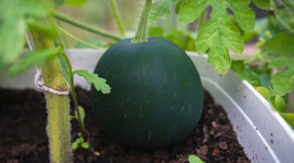 Semilir 50 Sugar Baby Watermelon Seeds USA  Fast Grow From US - £9.11 GBP