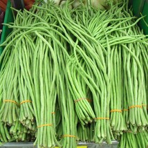 10 Seeds Yard Long Bean Fun For Kids Vigna Unguiculata Sesquipedalis Fast Ship F - £13.42 GBP