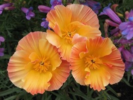 40 Seeds Apricot Chiffon Thai Silk Flower Mix Reseeding Annual Papaver Quick Pla - £6.61 GBP