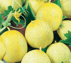 RAFHSTORE Lemon Cucumber Seeds 50 Vegetable Garden Culinary Salad Pickling US SE - $9.21