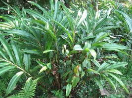 BStore 5 Seeds Cardamon Cardamom Alpinia Oxyphylla Herb Flower Shrub Tree - £7.13 GBP