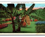 Banana Tree And Fruit in Florida FL UNP WB Postcard Z10 - $2.92