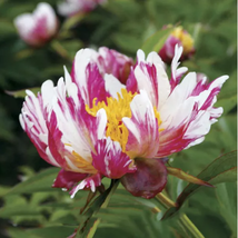 The Rarest Multi-colored Delightfully Ruffled Twisted Japanese Peony Tree Seeds - £7.57 GBP