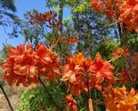 FRONTIER GOLD Aromi Azalea Rhododendron Deciduous Starter Plant - $38.41