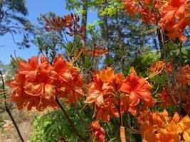 FRONTIER GOLD Aromi Azalea Rhododendron Deciduous Starter Plant - $38.41