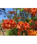 FRONTIER GOLD Aromi Azalea Rhododendron Deciduous Starter Plant - £30.20 GBP