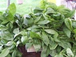 25 Basil Fresh Herb Seeds - $9.00