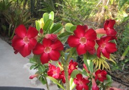 “ 4 PCS Adenium Obesum Seeds Desert Rose - 2 Colors Available GIM ” - £11.45 GBP
