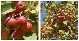 Midwest Manchurian crabapple tree seedling fruit very hardy edible LIVE ... - $64.99