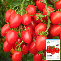 Jam Selection: 5 Bags (200 Seeds  of Top-Performing Salad Tomatoes_Tera ... - $7.99