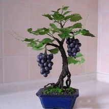 Heirloom Xinjiang Sweet Black Grape F1 Seeds, Professional Pack, Delicio... - £8.76 GBP