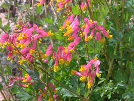 OKB 50 Rock Harlequin Seeds - Corydalis Sempervirens - First Year Flower... - $12.85
