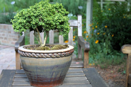 40 Littleleaf Boxwood Korean Buxus Microphylla Koreana Shrub   - $17.00