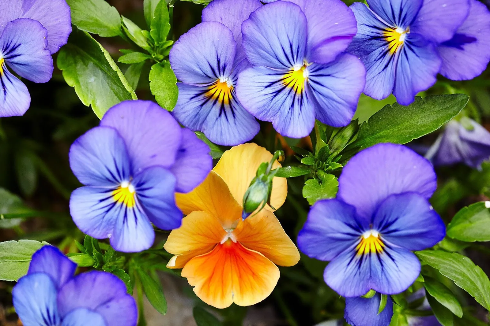 20 Cool Wave Edition Pansy Seeds . Beautiful Mix ! Planting / Garden / Flowers ! - £7.10 GBP