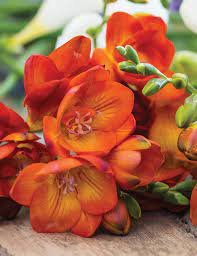 200 Seeds Freesia Plant Flowers Orchid Freesia Flower Plants Item image 4