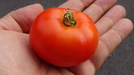 SGH 50 Seeds Heinz 1439 Tomato Juicy Tomatoe Vegetable Garden Edible Food - £4.23 GBP