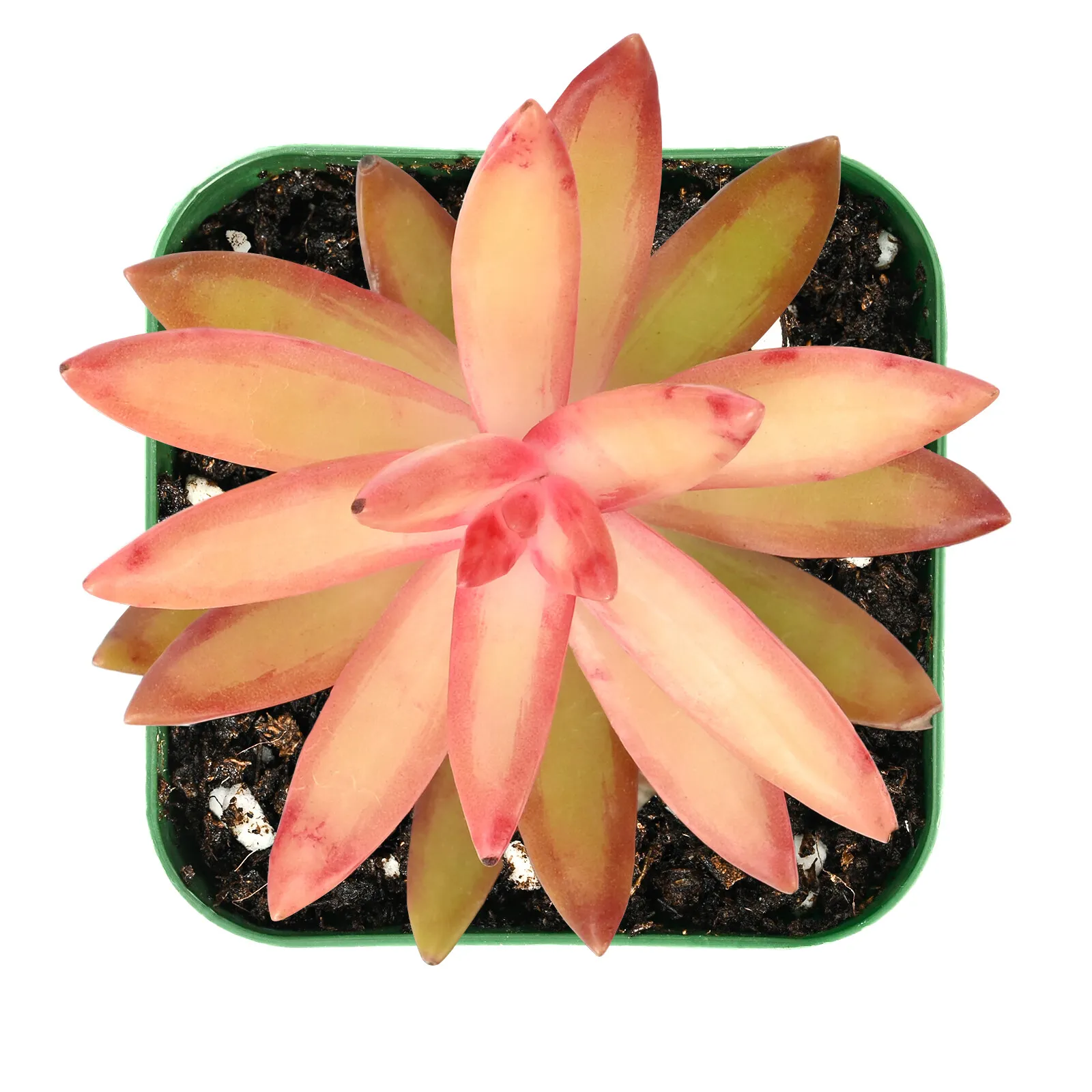 Live Fresh Sedum Adolfii Succulent Plants, Fully Rooted in 2&#39;&#39; Planter U... - $26.00