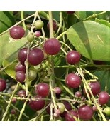 SRN 25 Salvadora Persica Seeds Toothbrush Tree Mustard Tree Salt Brush G... - $21.86