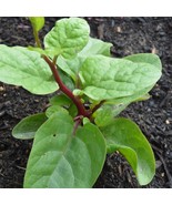 SEPTH Red Malabar Spinach Seeds - $10.37 CAD