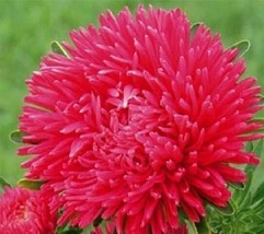 US Seller 50 Peony Aster Seeds Duchess Scarlet Aster Flower Seeds Paeony Fast Sh - $22.50