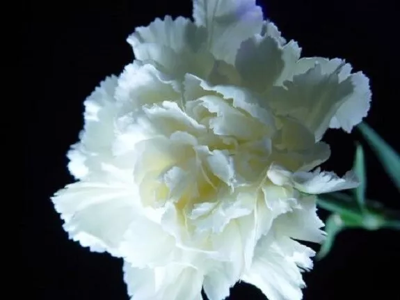 30+ Flower Seeds Pure White Carnation Perennial - $17.60