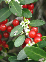 HOT SEEDS ilex cassine- DAHOON HOLLY Florida native wild tree bonsai shrub seed  - £10.01 GBP