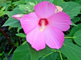40 Pink Swamp Rose Mallow Seeds Wild Hibiscus Hibiscus Moscheutos US Fas... - $12.40