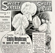 Henderson Sweet Pea Flowers 1894 Advertisement Victorian Gardening DWKK16 - £11.76 GBP