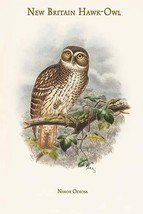 Ninox Odiosa - New Britain Hawk-Owl 20 x 30 Poster - $25.98